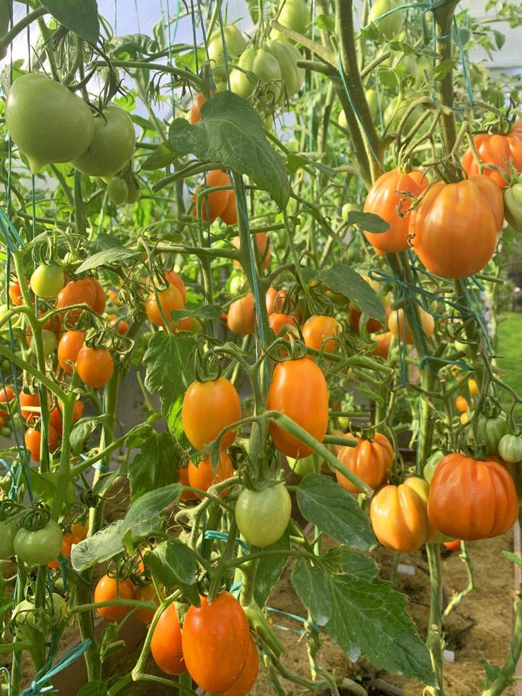 Los tomates rojos crecen y maduran en los arbustos. foto