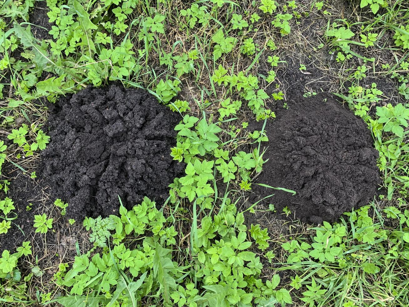 Piles of black earth piled by mole on grass photo