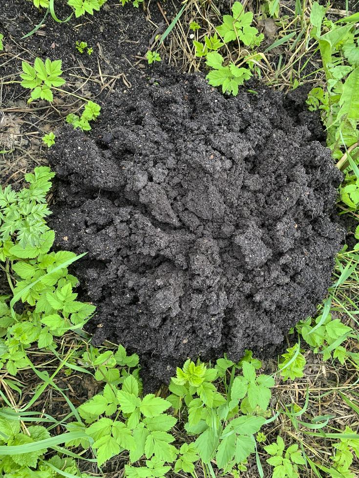 Montones de tierra negra apilados por topo sobre el césped foto