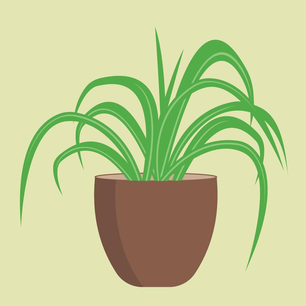Home flowerpot. Chlorophytum crested. Flat vector illustrations
