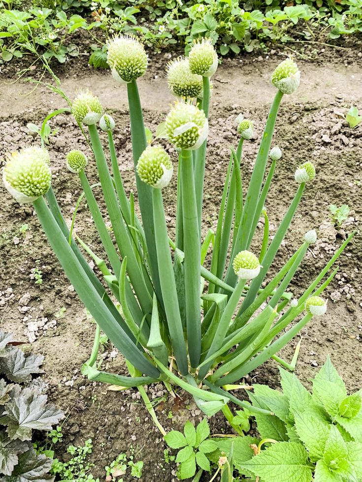 Green onions with inflorescences growing in ground photo