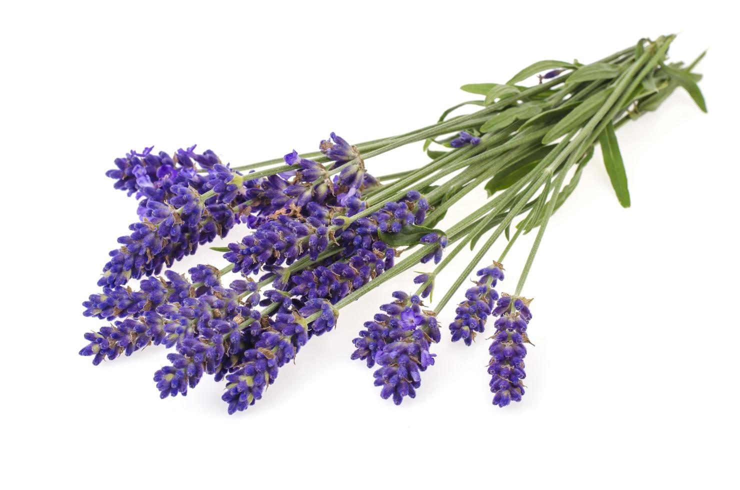 Small bunch of blue lavender flowers. Photo