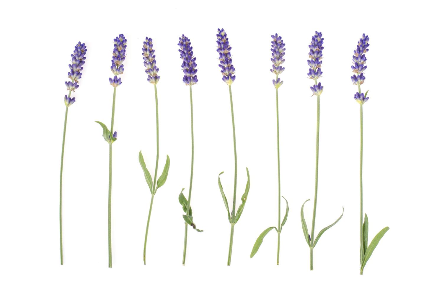 Small bunch of blue lavender flowers. Photo