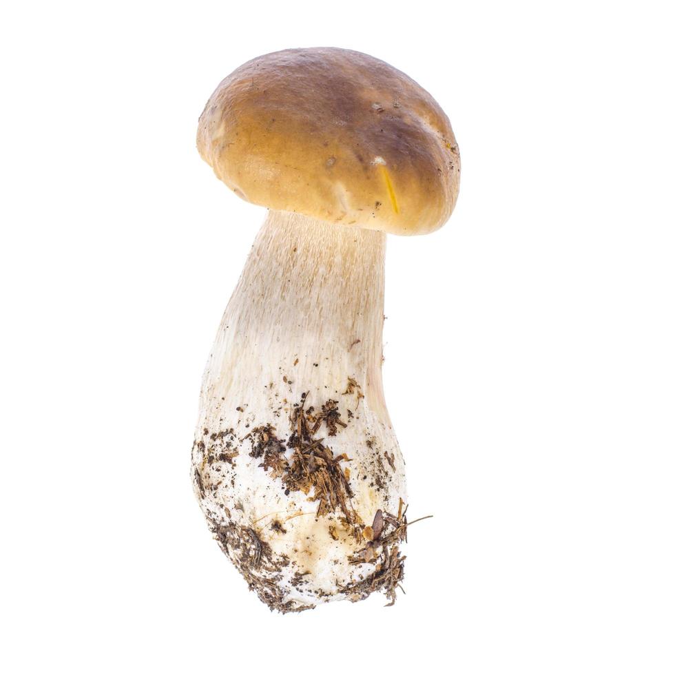 Natural fresh forest white mushroom, boletus. Studio Photo. photo