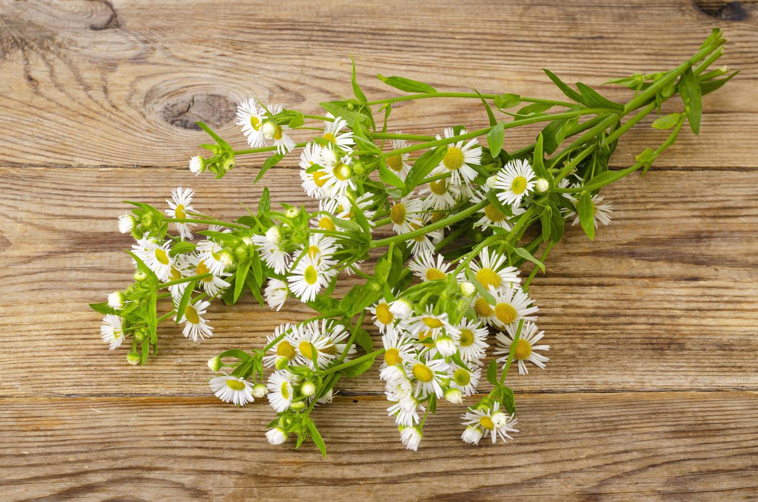 Bouquet of small white autumn daisies. Photo