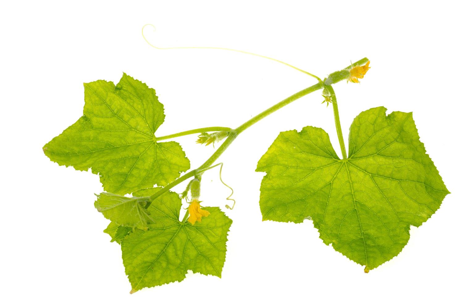 Young cucumber with leaves and small fruits isolated on white background. photo