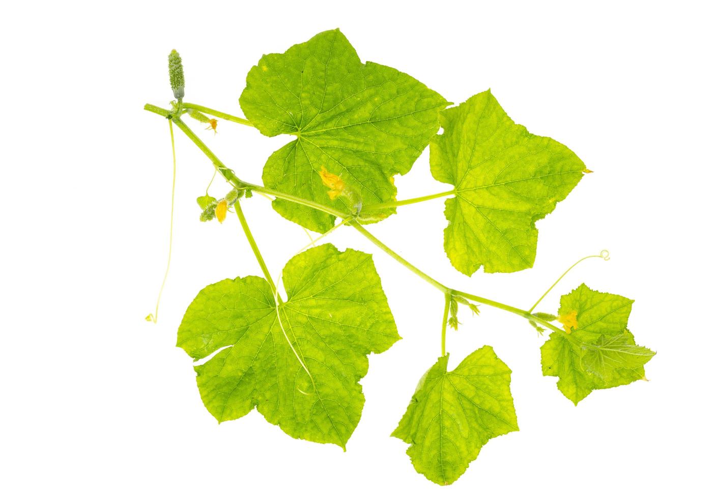 Young cucumber with leaves and small fruits isolated on white background. photo