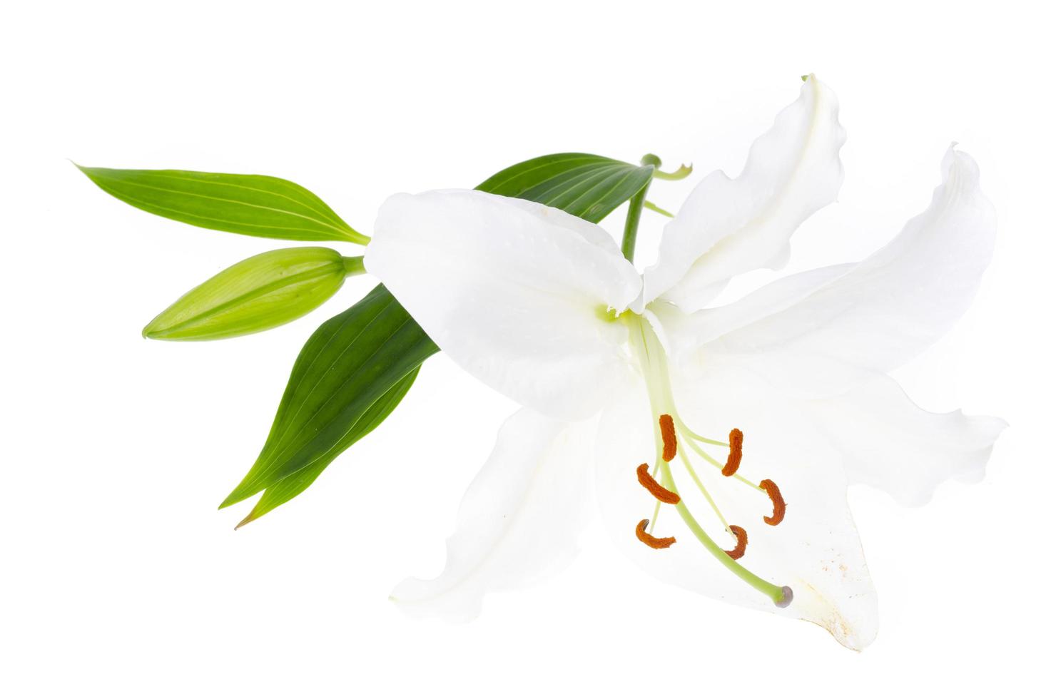 Delicate white lily flower, isolated. Studio Photo