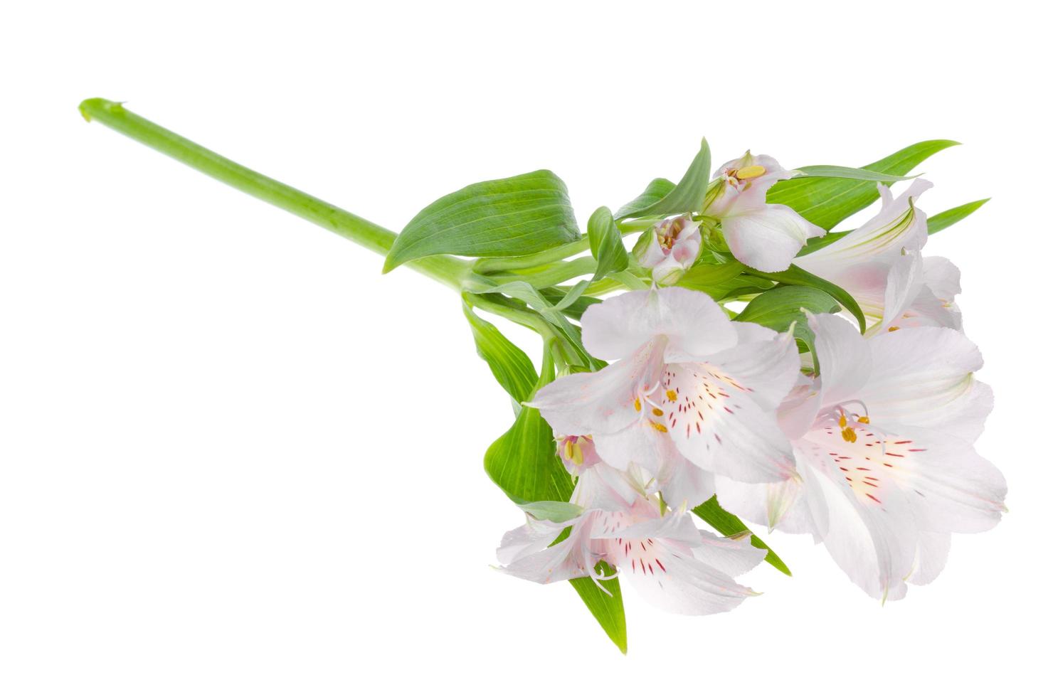 One delicate pink flower isolated on white background. photo