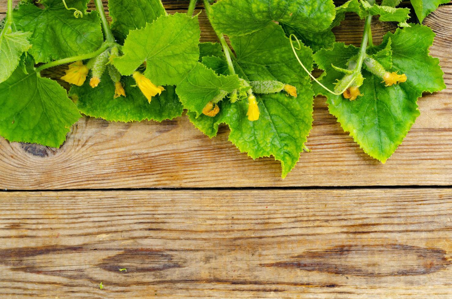 Stems with green leaves and small cucumbers on wooden background. photo