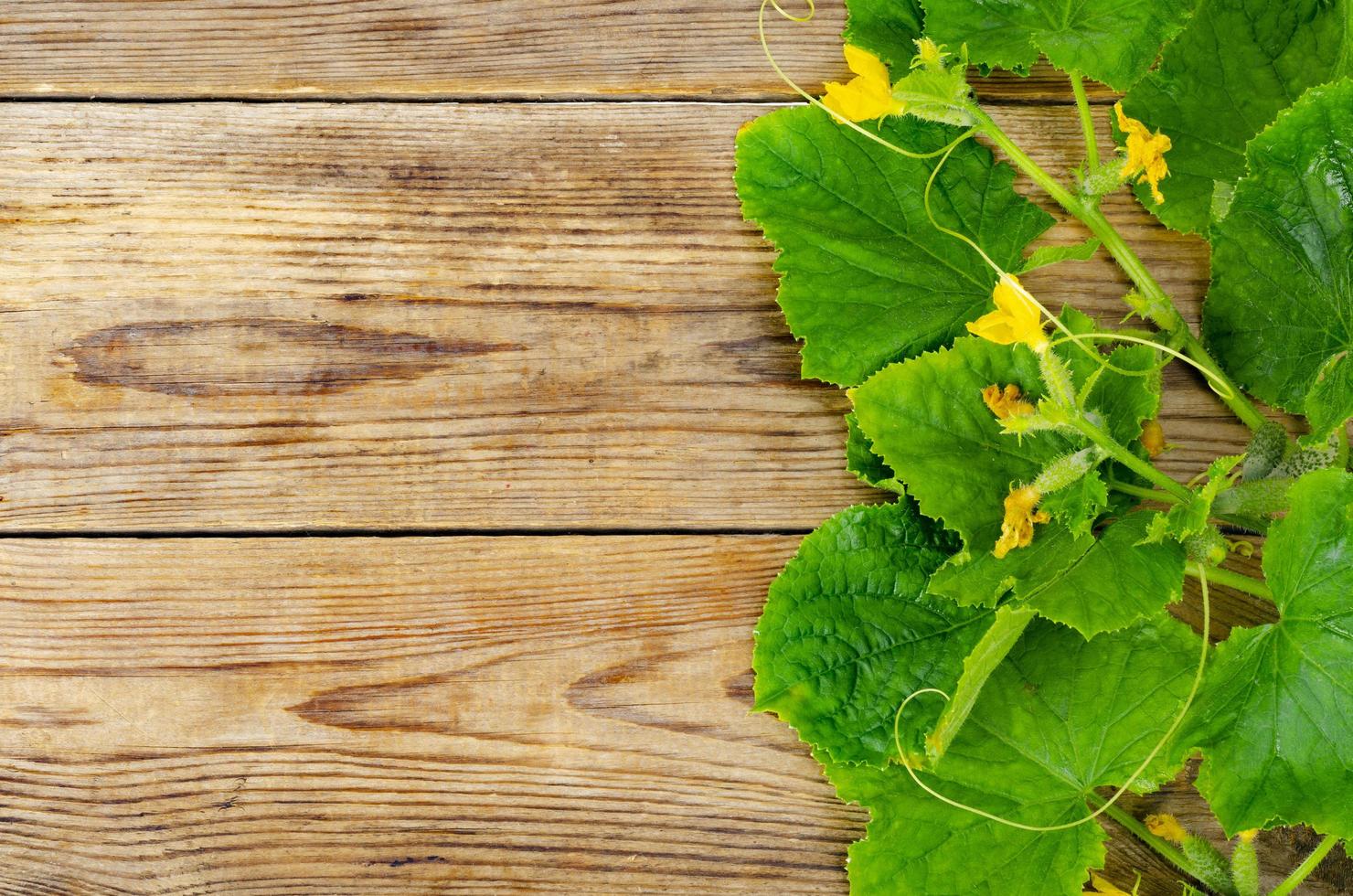 Stems with green leaves and small cucumbers on wooden background. photo