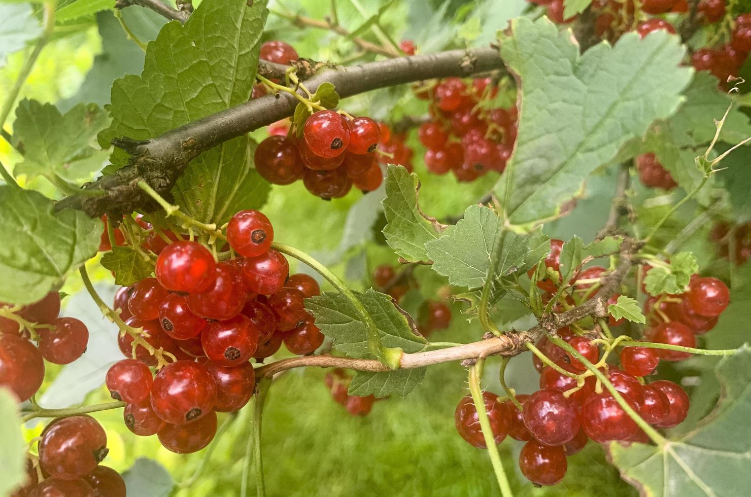 Ripe red currant berries hang on bush with green leaves. Studio Photo. photo