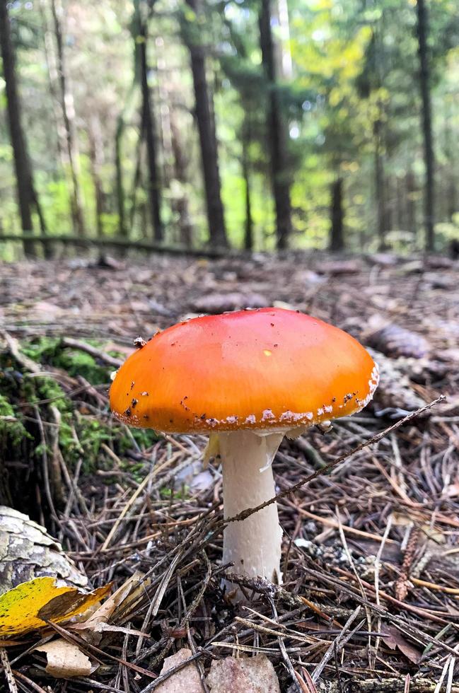 Inedible poisonous wild mushroom red fly agaric grows in forest. Studio Photo. photo