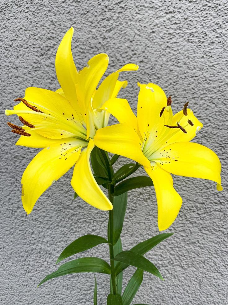 Bright beautiful flowers of daylily growing in garden. Studio Photo. photo