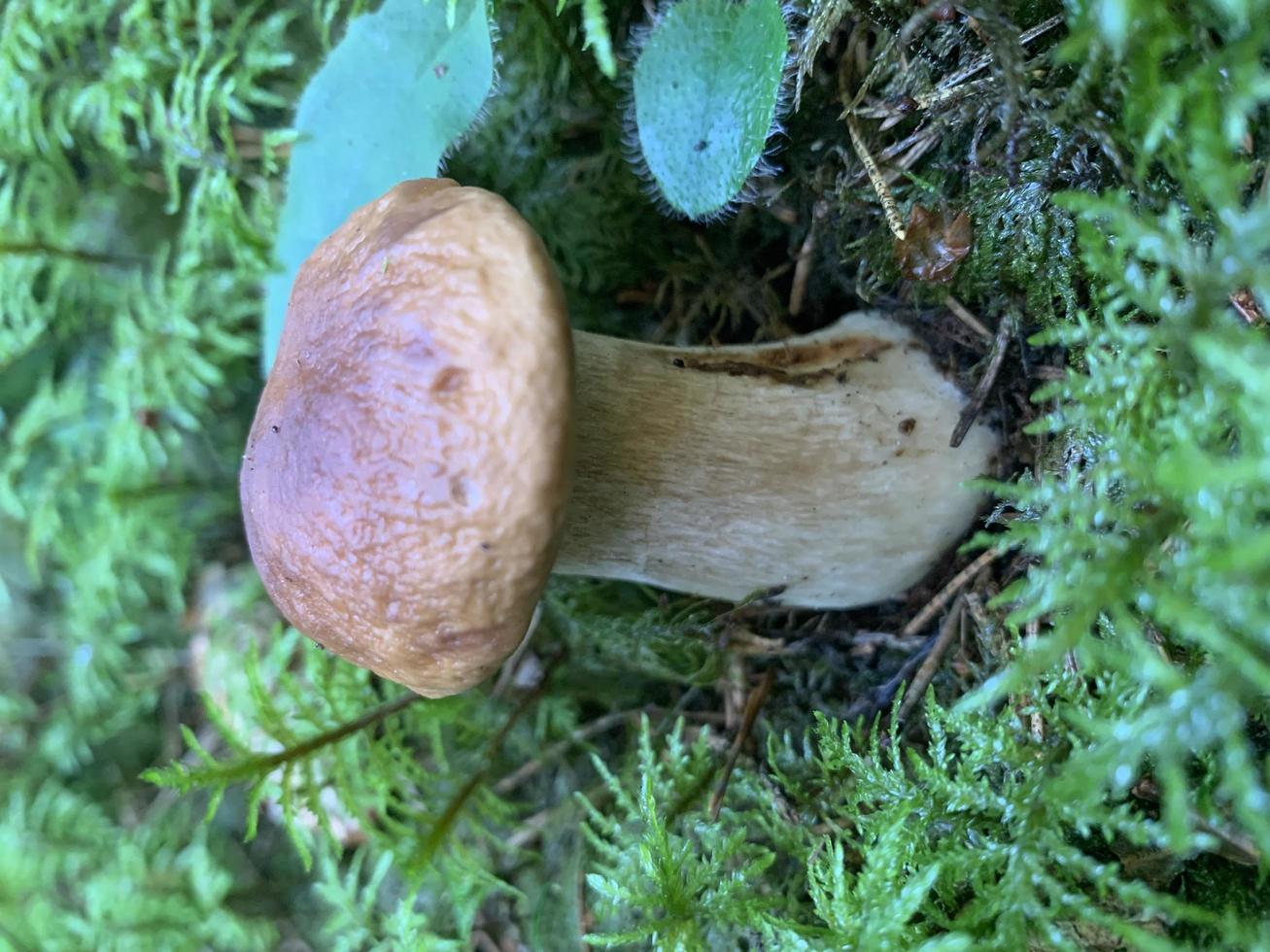 Single edible wild forest boletus mushroom grows in ground photo
