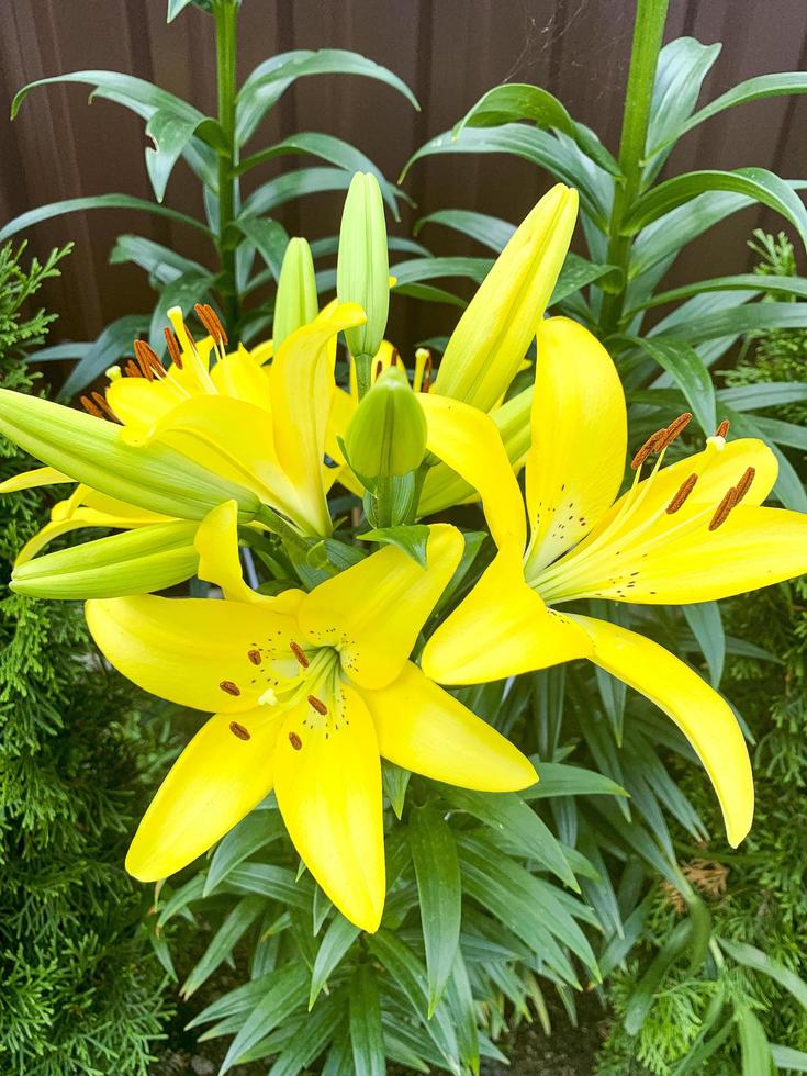 Bright beautiful flowers of daylily growing in garden. Studio Photo. photo