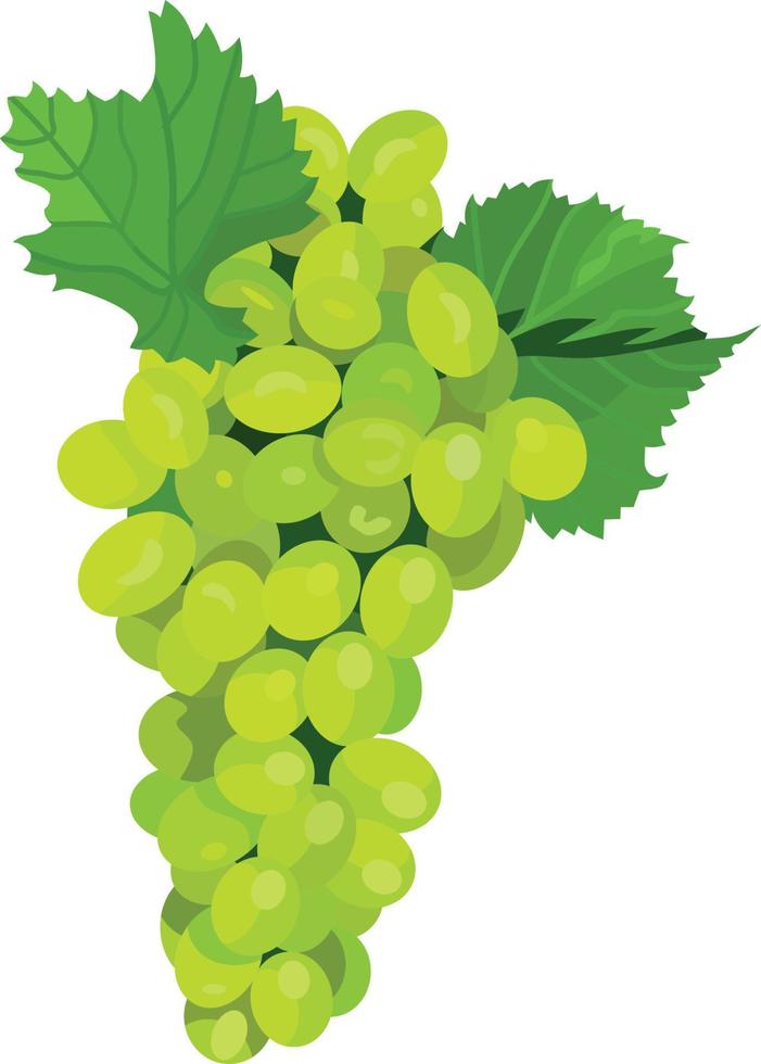 Green Grape Fruit Vector Illustration