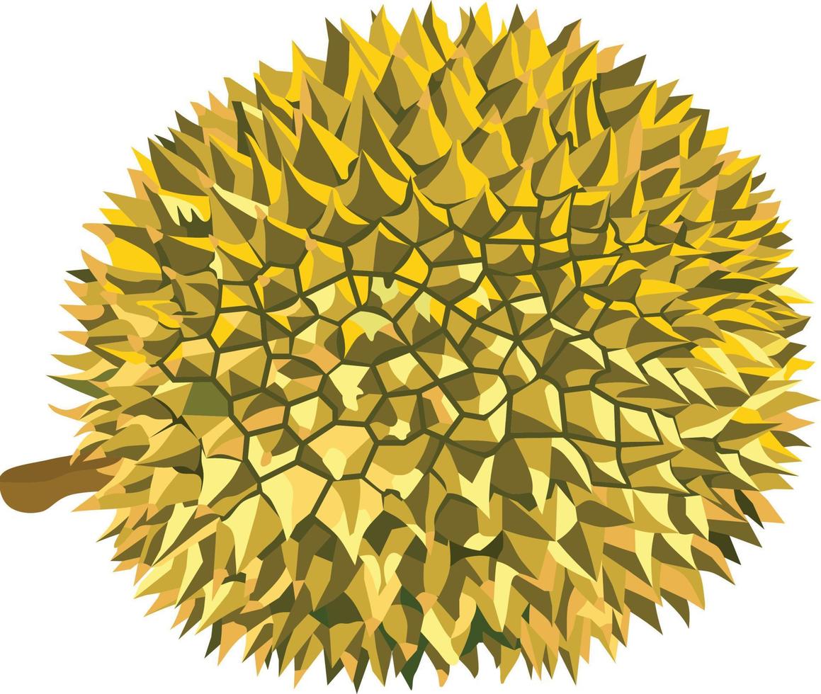 Durian Fruit Vector Illustration