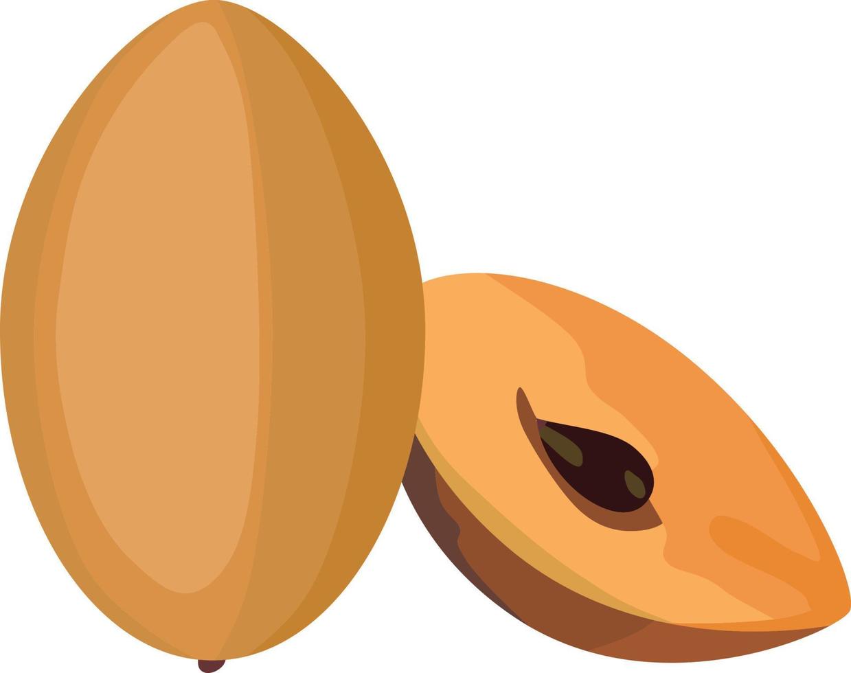 Sapodilla Fruit Vector Illustration