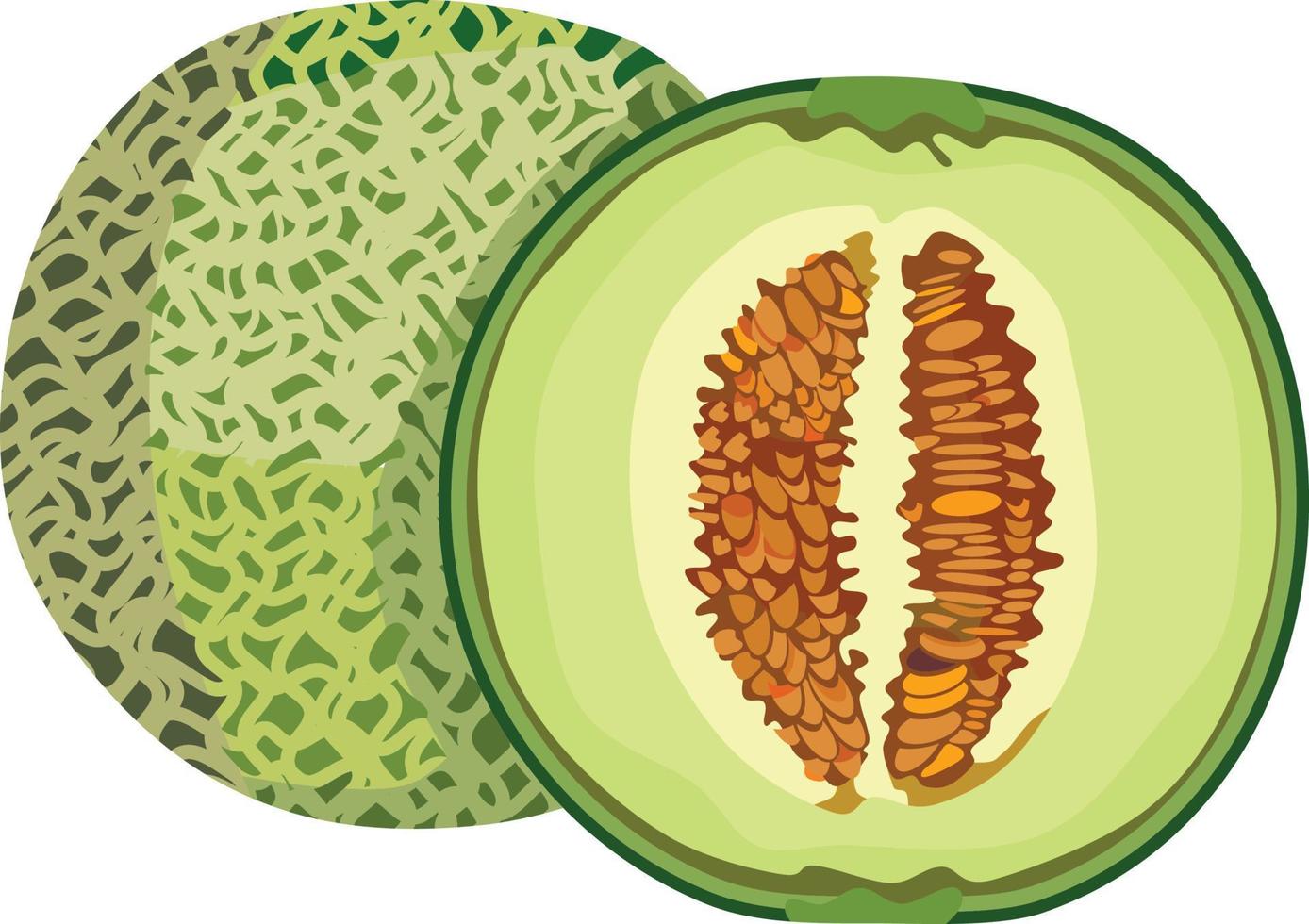 Rock Melon Fruit Vector Illustration