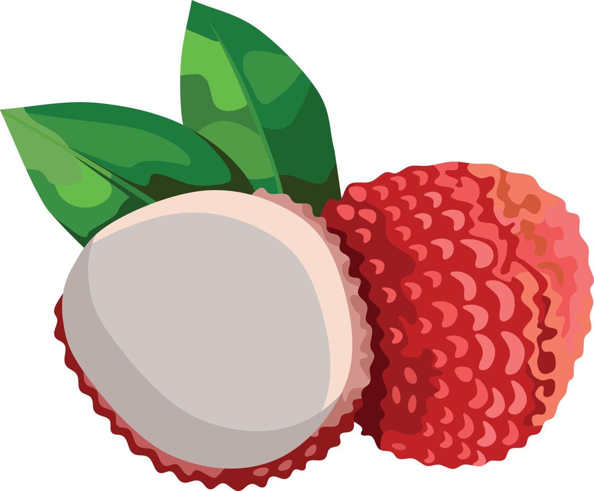 Ilustración de vector de fruta de lichi