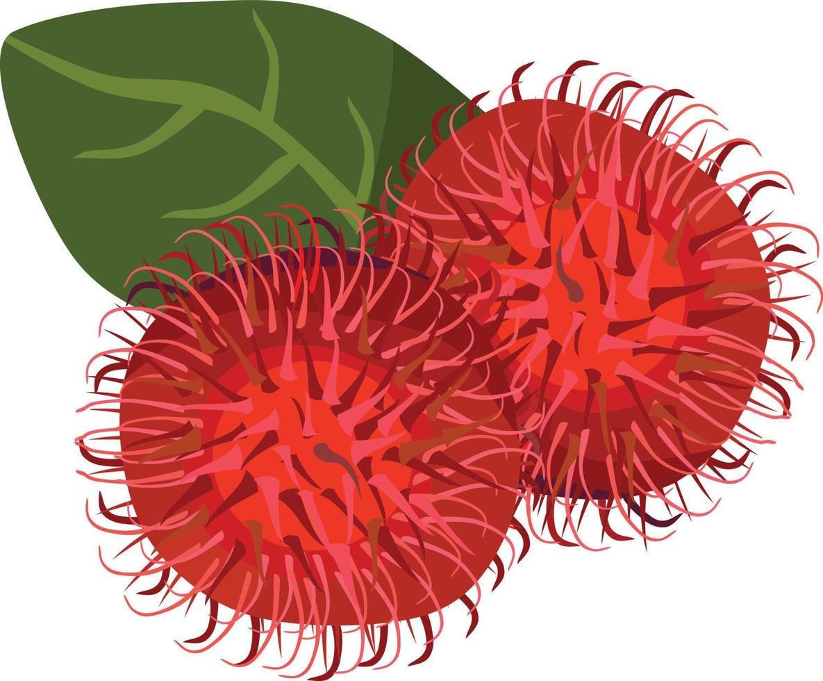 Ilustración de vector de fruta de rambután