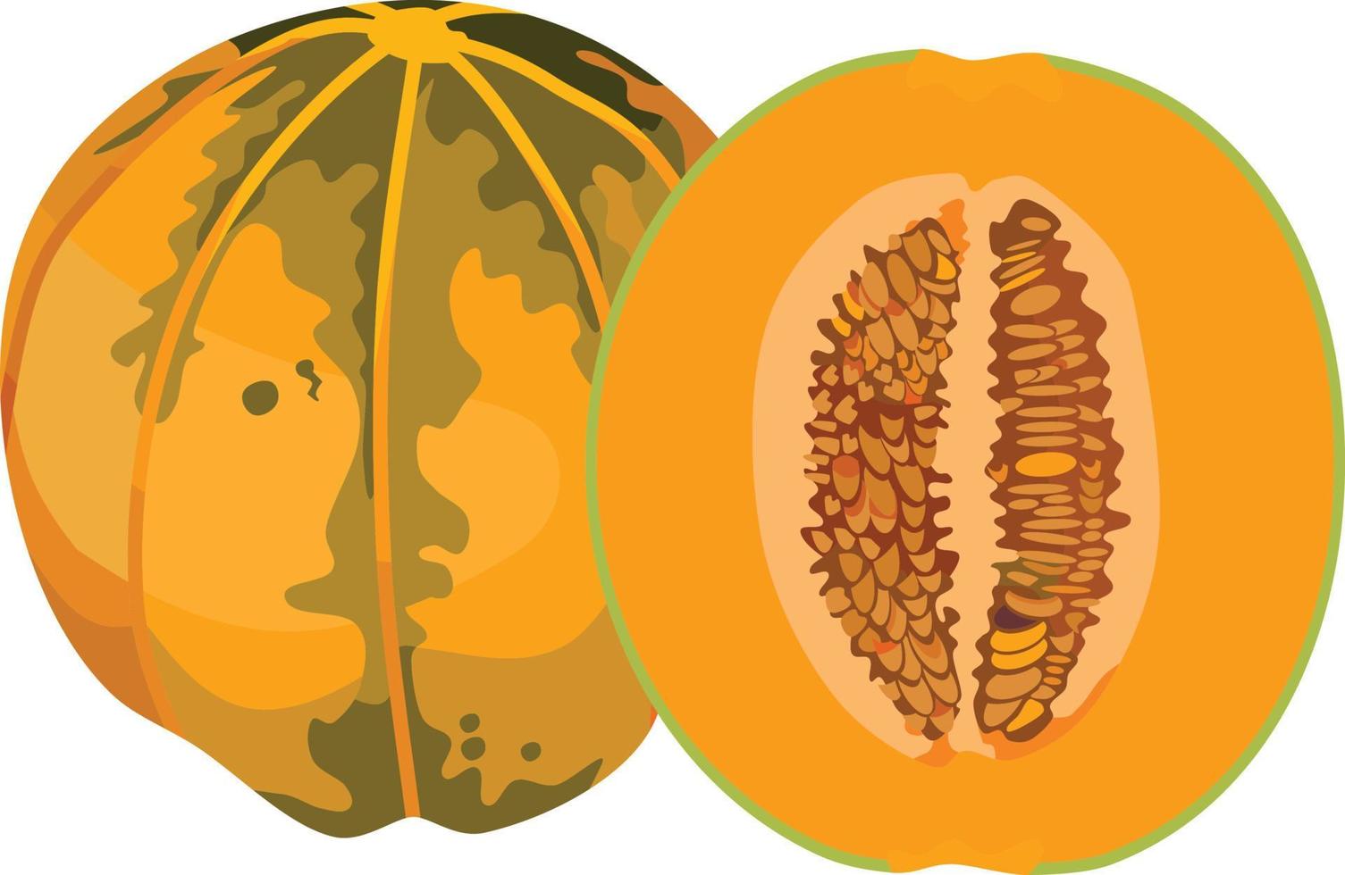 Cantaloupe Melon Fruit Vector Illustration