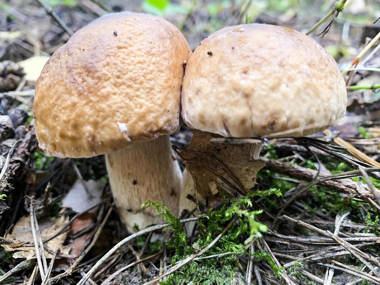 Delicious edible porcini mushrooms boletus growing in forest photo