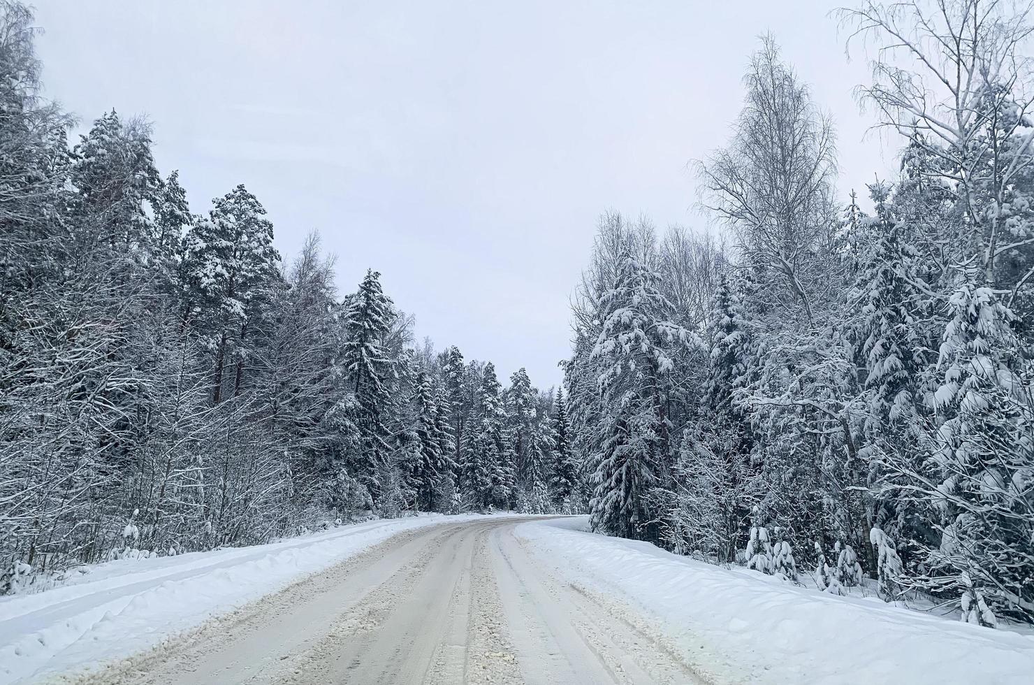 invierno. la primera nieve en ramas de arbustos y árboles. foto