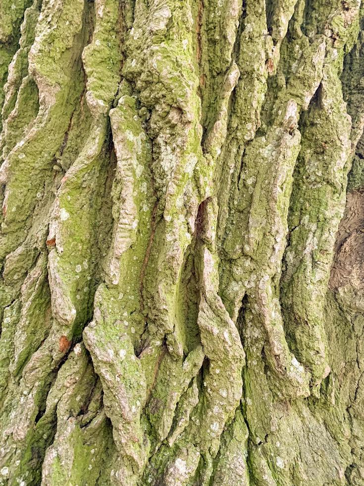 Vieja textura de corteza de madera agrietada, primer plano de fondo, patrón natural foto