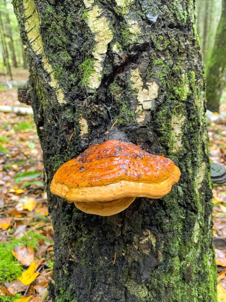 hongo de tronco grande, hongo parásito que crece en el tronco de un árbol. foto