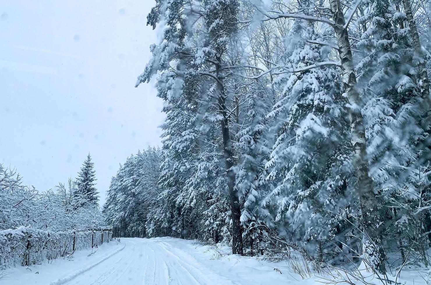 Winter. The first snow on branches of bushes and trees. photo