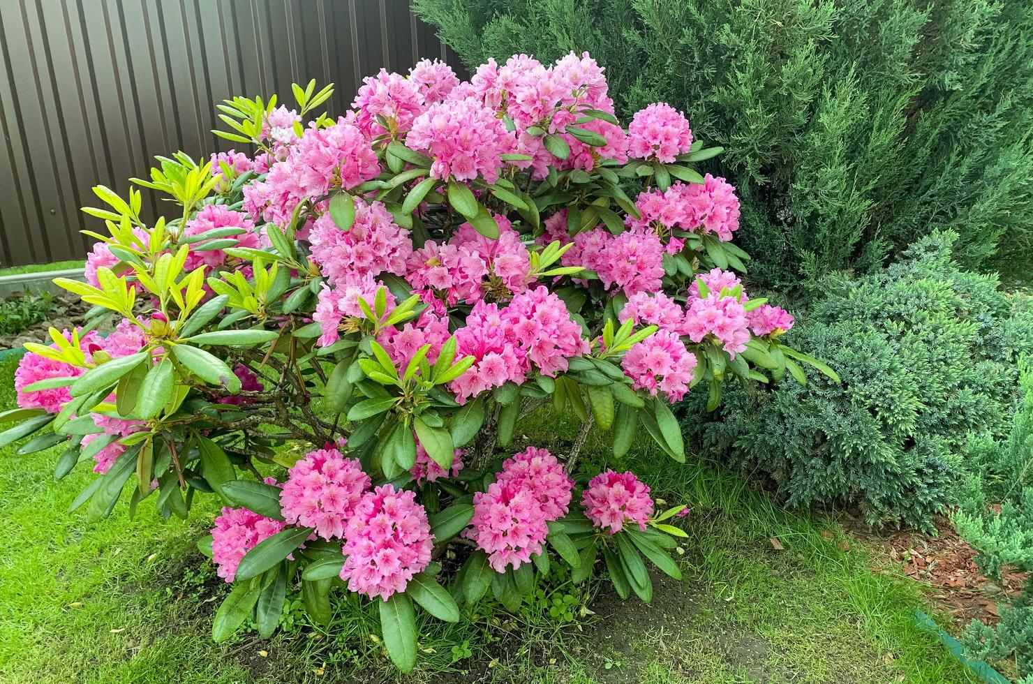 Rhododendron bush blooming with pink flowers. Studio Photo