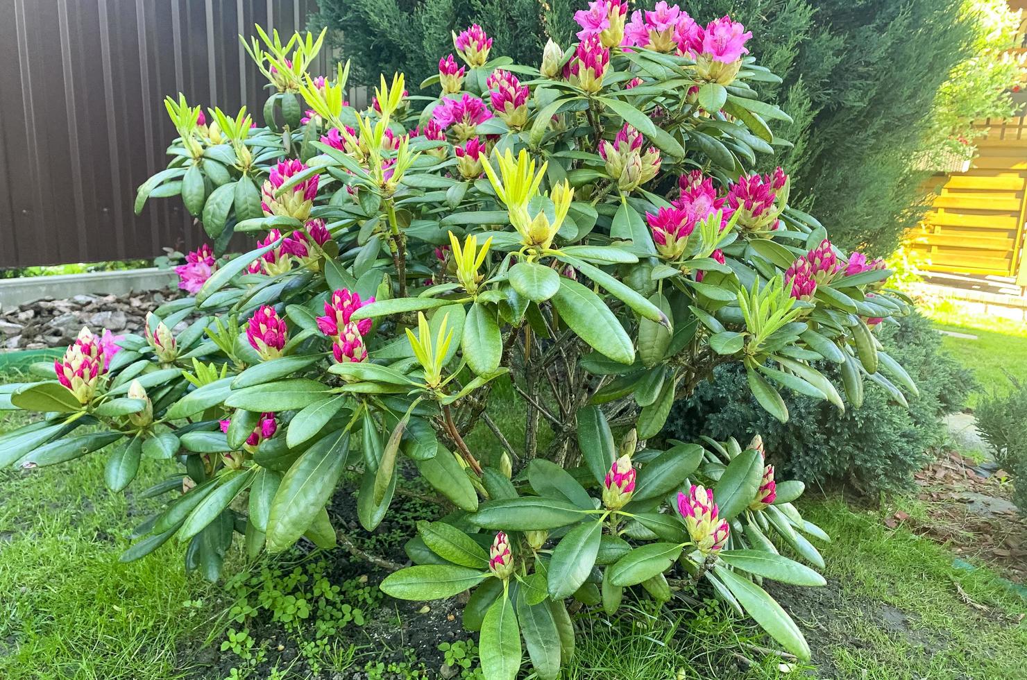 arbusto de rododendro que florece con flores rosadas. foto de estudio