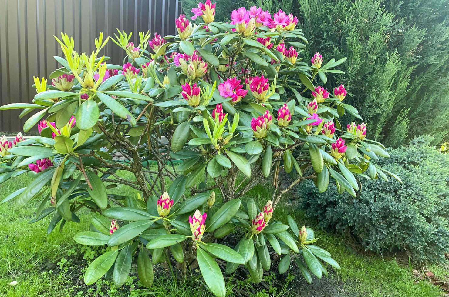 Rhododendron bush blooming with pink flowers. Studio Photo