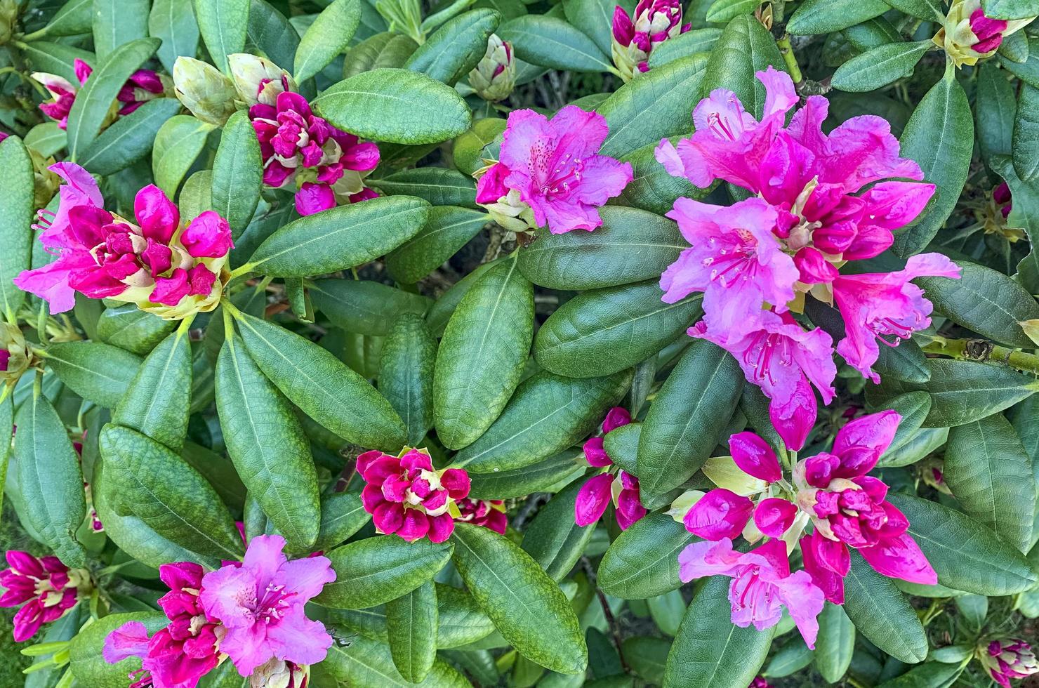 Rhododendron bush blooming with pink flowers. Studio Photo