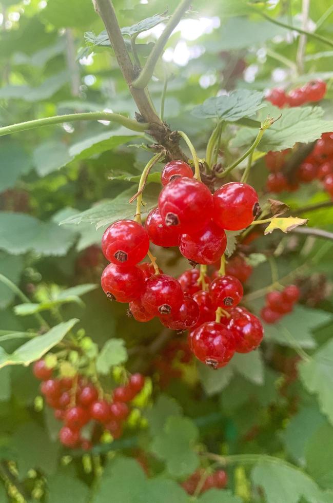 Ripe red currant berries hang on bush with green leaves. Studio Photo. photo