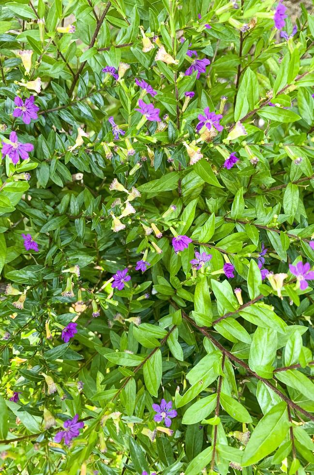 Floral background, texture, green leaves with purple, blue flowers. Studio Photo. photo