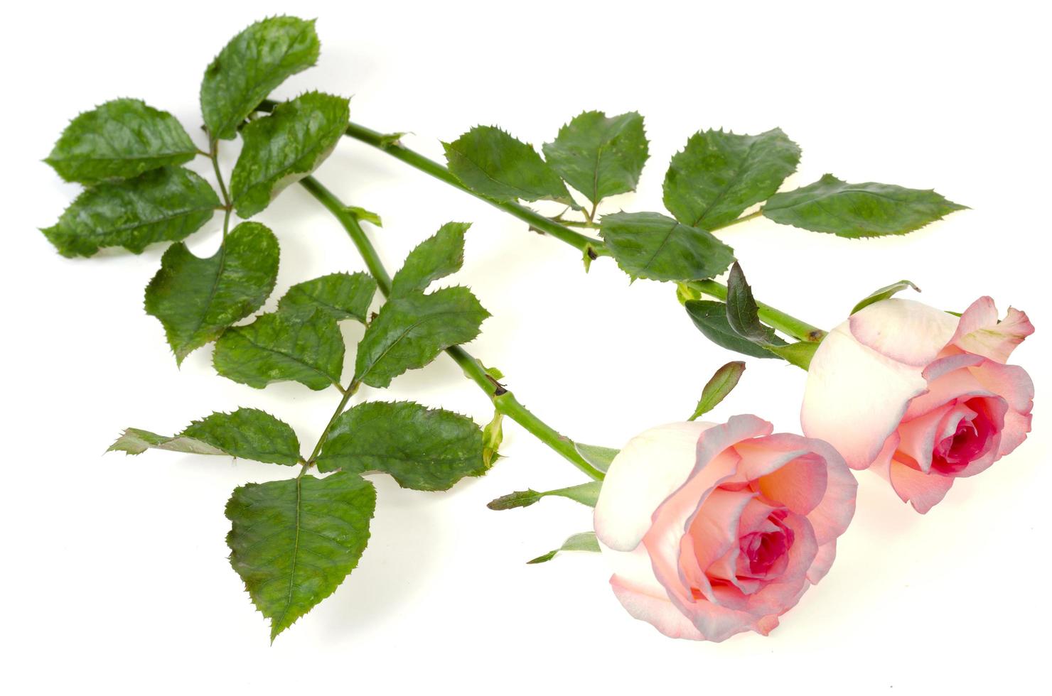 delicadas rosas de color rosa claro aisladas sobre fondo blanco. foto