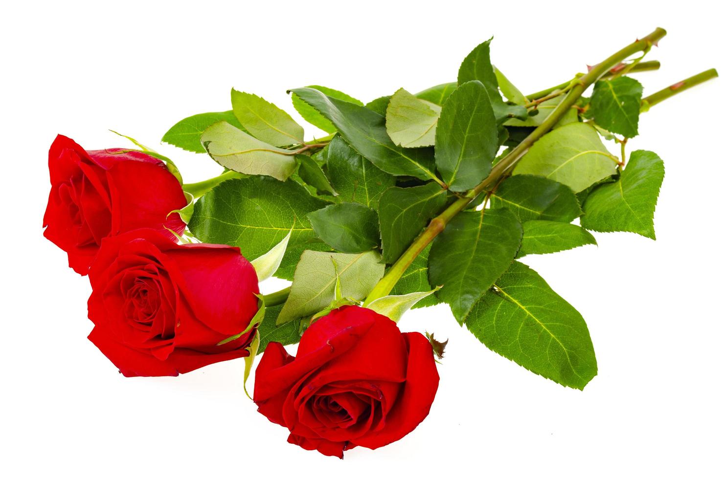 Dark red roses isolated on white background. photo