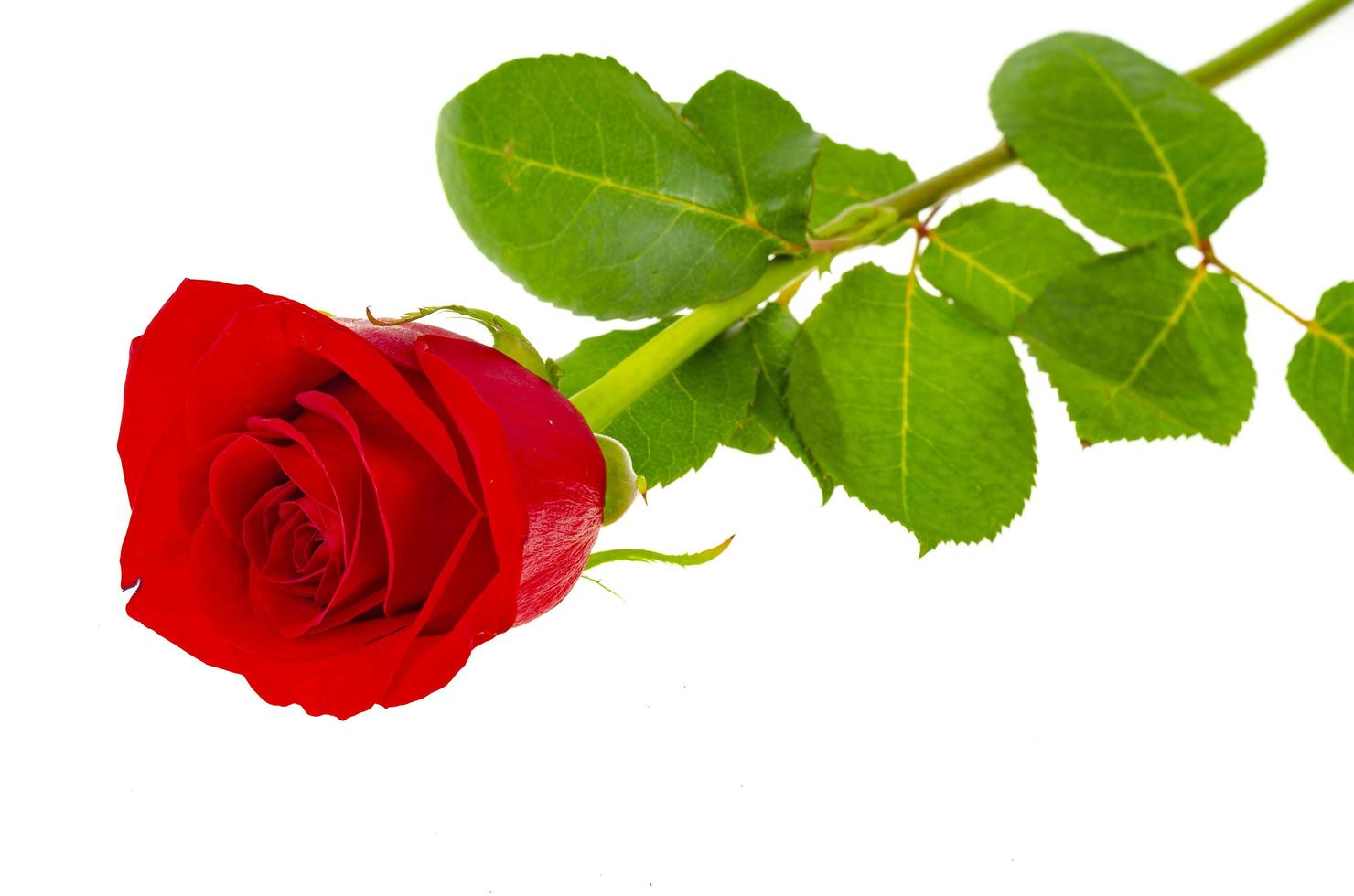 Dark red roses isolated on white background. photo