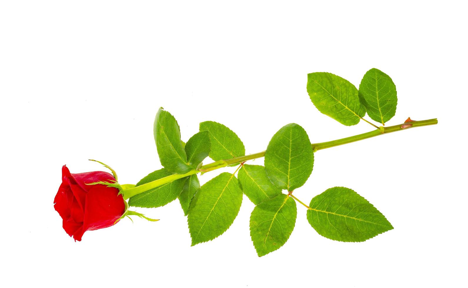 Dark red roses isolated on white background. photo