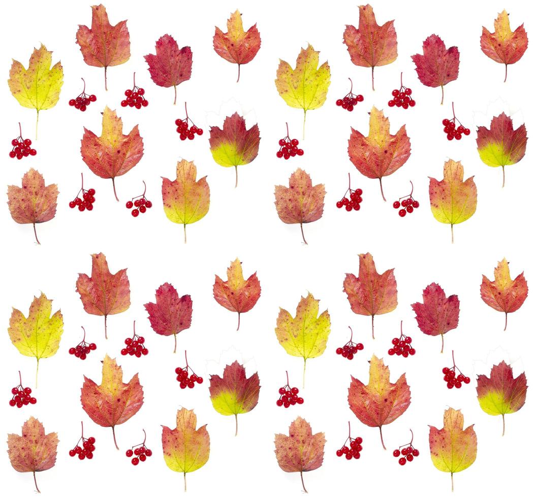 patrón sin costuras. viburnum hojas de otoño de color rojo-amarillo. Foto
