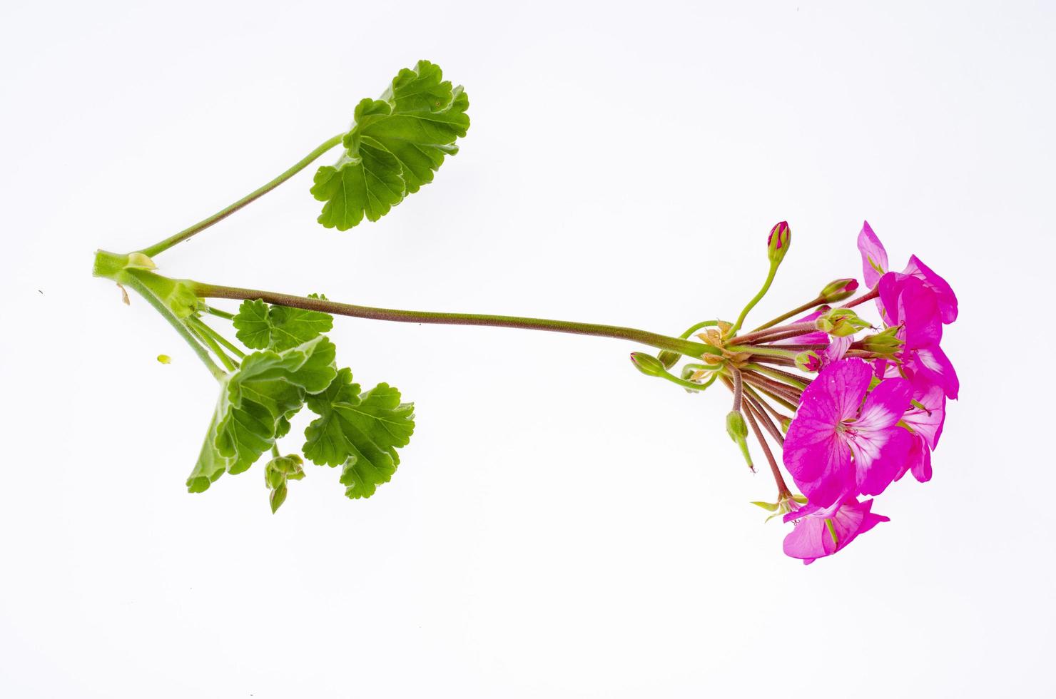 Bright garden flower of red shade isolated on white background. Studio Photo