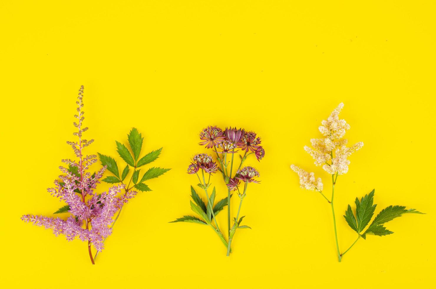 Frame mock up with garden bright flowers on yellow background. Studio Photo