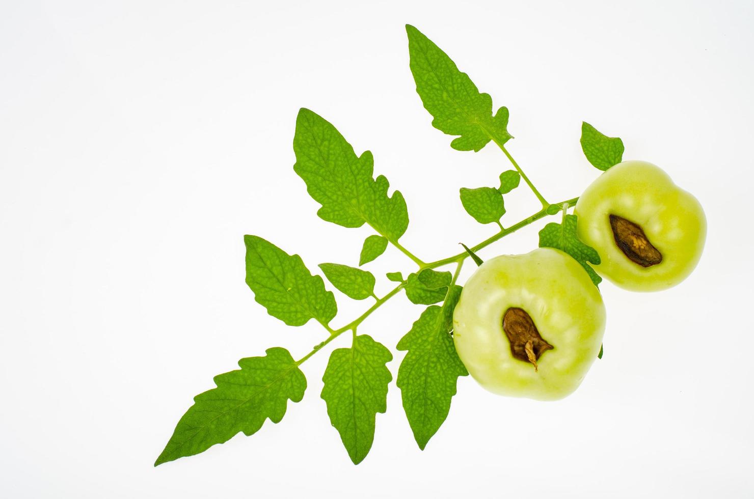 Diseases of tomatoes, top rot on fruits. Studio Photo