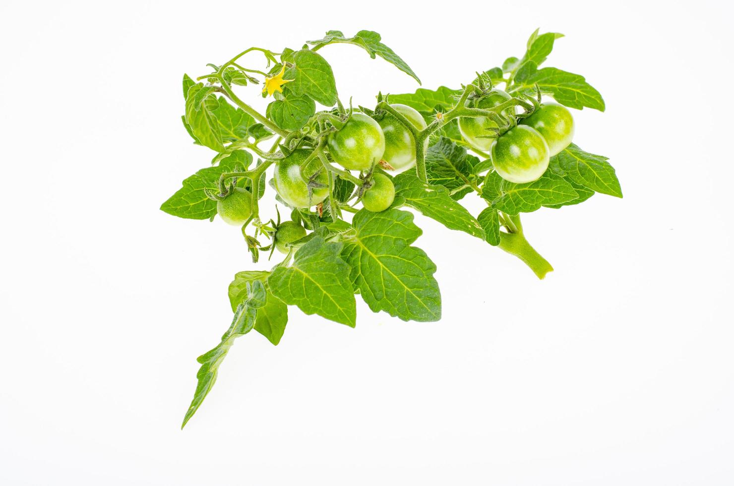 Branch of green unripe cherry tomatoes on white background. Studio Photo