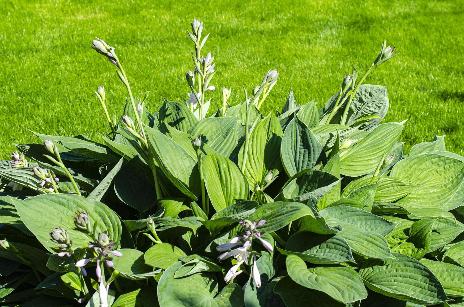 hojas y flores plantas hosta jardin. foto de estudio