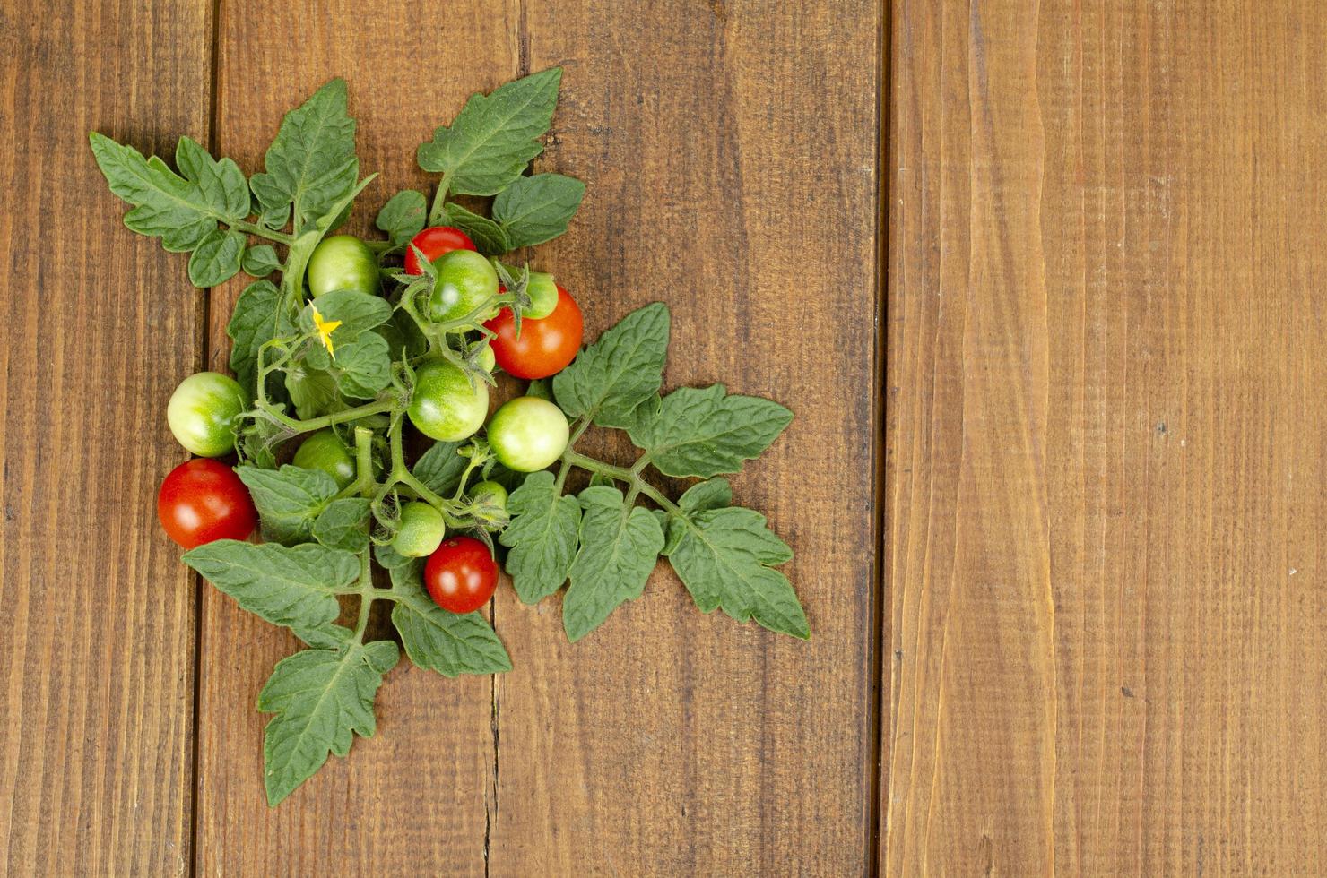 rama de tomates cherry con frutos rojos y verdes sobre fondo de madera. foto de estudio