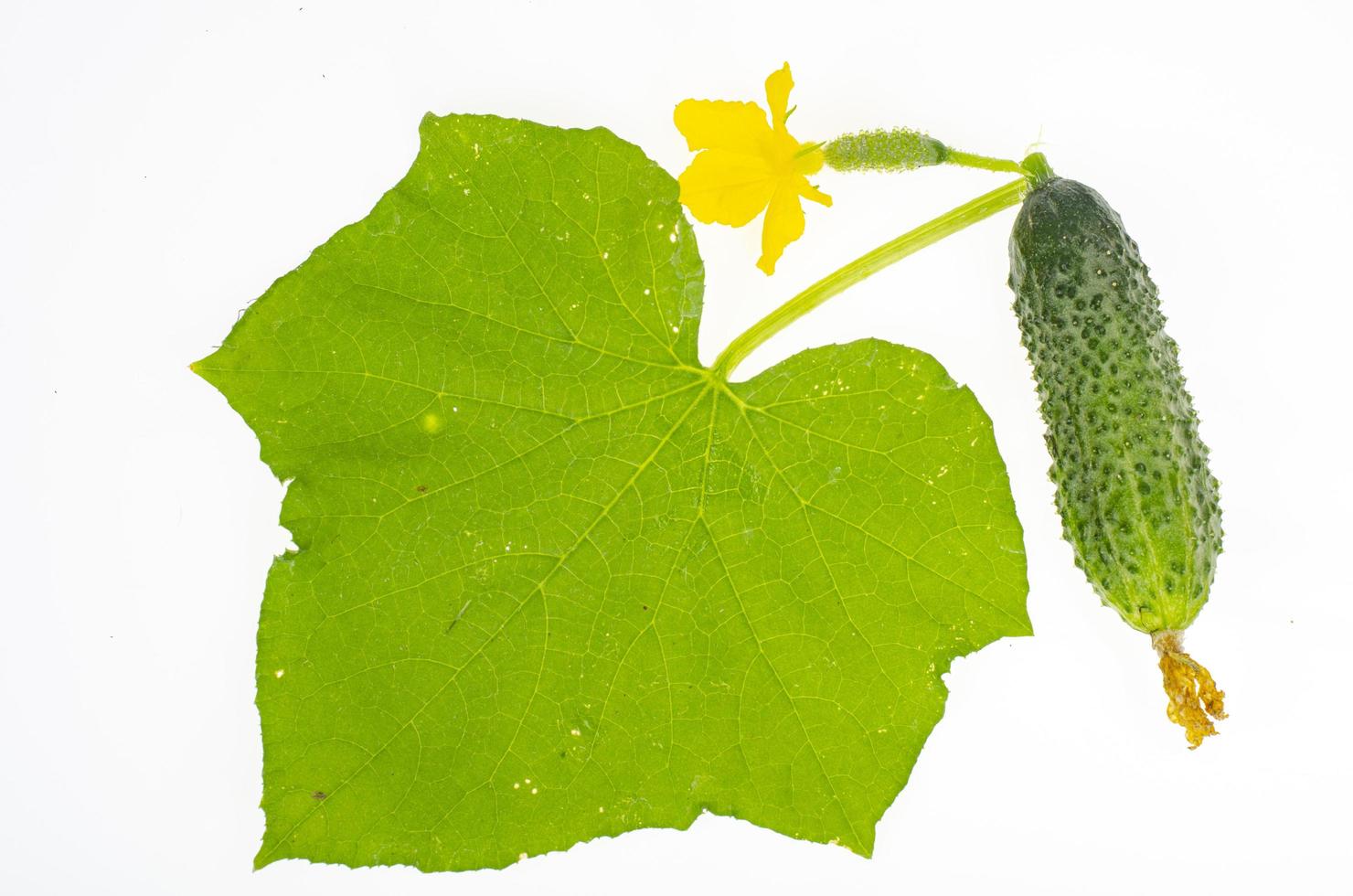 hoja verde y fruto de pepino fresco aislado sobre fondo blanco. foto de estudio